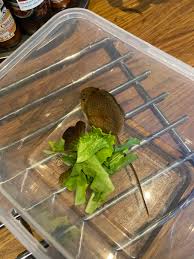 siberian mouses  fuck|Newsletter