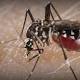 Florida Zika case may be first from mosquito inside US 