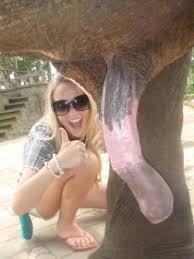 Big black elephant dick breeds wanting hole jpg x Elephant cock