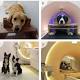 MRI scans used to prove dogs can recognise emotional states in humans 