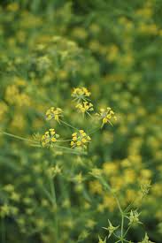 bely shiny flowers nude|エンジェルカラーワンデー バンビシリーズ ナチュラル ピュアオリーブ (1箱20枚入り)｜カラコン激安通販！送料無料のシンデレラリバティ