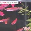 “カルタヘナ法”違反の疑い、遺伝子を組み換え作られた“光るメダカ ...