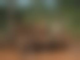 yanomami nude|Dois anos da crise Yanomami: garimpo ilegal reduziu 91%