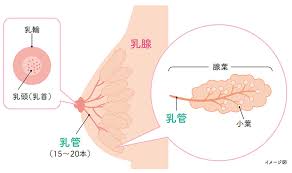  女子小学生　乳首小学生乳頭|楽天市場】水着 乳首（キッズ・ベビー・マタニティ）の通販