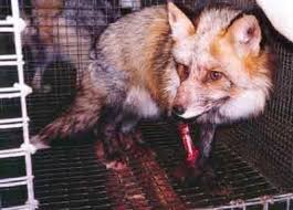 renard