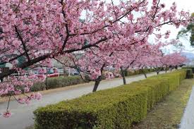 川津桜|河津桜って？ | 児島湖花回廊プロジェクト サポーターズクラブ事務局