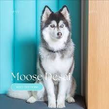 Siberian mouse cum 2 |Find a ForeverLawn Dealer - K9Grass by ForeverLawn