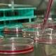 Japan finds fraudulent steps in "breakthrough" stem cell paper