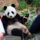 Adelaide Zoo's giant pandas Wang Wang and Fu Ni celebrate their birthdays 