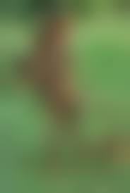 xingu girls nude 2|Xingu, Brazil, South America[20062006744]の写真・イラスト素材｜アマナイメージズ