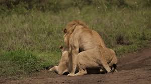 Zoo sex and zoo porn farm beastiality porno animal xxx jpg x Farm animal sex