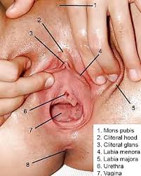 Order popular jpg x Vagina vulva