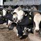 Happy cows 'make milk higher in calcium' 