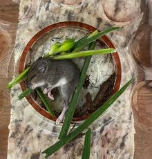 siberian mouses  fuck|Girlfriend's mice tangle their tails when cuddling : r/aww