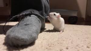 siberian mouse|ミッキーマスコットコスチューム用のゲーム用ハイテクシベリアマウス| Alibaba.com