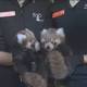 WATCH: Twin red pandas born to the surprise of Adelaide Zoo staff 