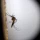 North Queensland on alert as Zika confirmed in traveller 