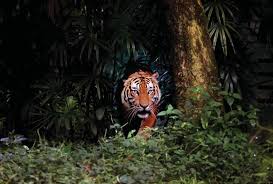 siberian mouse tanya nude|Frontiers | Synchronous Seasonality in the Gut Microbiota of Wild Mouse  Populations