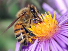 Cómo te quedas? Las abejas de Galicia, muertas, envenenadas | BlogSOStenible: Noticias medioambientales y datos... soluciones