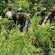 TNI Musnahkan 2 Hektare Lahan Ganja di Bireuen Aceh - tirto.id (Siaran Pers) (Blog)