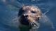 Oxygen mystery: How marine mammals hold their breath
