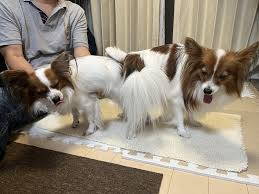 女と犬の交尾|犬の交尾が迫力満点ですごい！ - ニコニコ動画