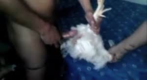 Man fucking chicken jpg x Man fucking chicken