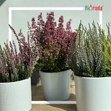 Mir hebe nude girl -1 oo|Französische Dessous | Französische Unterwäsche-labels | OLEANDA.DE