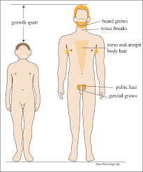 puberty pubic hair|Tanner scale - Wikipedia
