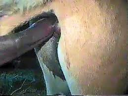 Gay beast com jan mares gay zoo porn petlust men fuck animals zoo porn horse zoo porn with men at katitube jpg x Mare fucking