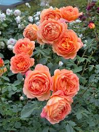 tokyohot 114|骨付きソーセージ、ブラックペッパーてりやきチキンロール、ホットドッグ！東京ディズニーシー“ディズニー・クリスマス2024”「ダズリング・クリスマス・イン・ニューヨーク」パッケージメニュー  -