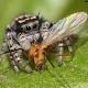 Spiders Eat Up to 880 Million Tons of Insects Each Year 