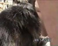 Man fucks male dog jpg x Man fucks male dog