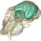 Old World monkey had tiny, complex brain 