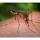 Mosquito Spray Planned In Warminster Thursday 