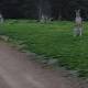 Zombie kangaroos spook cyclist 
