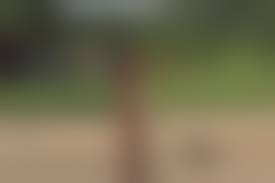 xingu pussy nude|Xingu Women Pussy - Bobs and Vagene