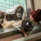 An orangutan will have a chance to find her mate — through Tinder 