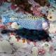Something fishy: How climate change reaches into the ocean 