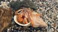 L'étrange histoire du crabe ermite ile ilgili video