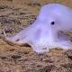 'Ghostlike' octopus discovered near Hawaii 