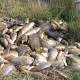 Carp herpes: Eradication program will damage environment, commercial fisherman warns 