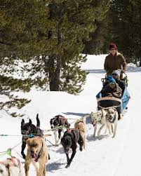 Riding on dog the pines|Sleigh Ride in the Pines Holiday Photo Mini presented by Will Porter  Photography located in Shippenville, Pa for only $75 begins tomorrow and  runs for the next three weekends! Time slots are
