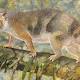 Tiny Aussie lions named after Attenborough 