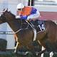 Traveston Girl To Return In Gold Coast Guineas 