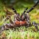 Potentially new species of funnel-web spider found in Booderee National Park ... 