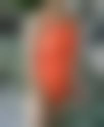 競泳水着 乳首|乳首 隠す 違法 大码泳衣女 水着楽園 13号 レオヘックス競泳水着 ぽっちゃり 水着