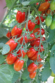 rajce  [[[[deti idnes rajce bath 556|Tábory OKO - http://tabor-doubi.rajce.idnes.cz/ - ze 14.2.... | Facebook