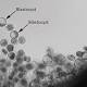 Chinese scientists develop mammal embryos in space for first time 
