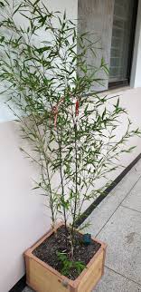 pacificgirls 1012 pussy|Shaved Brunette Schoolgirl with Open Pussy Wearing Plaid Skirt - TGP  gallery #369205